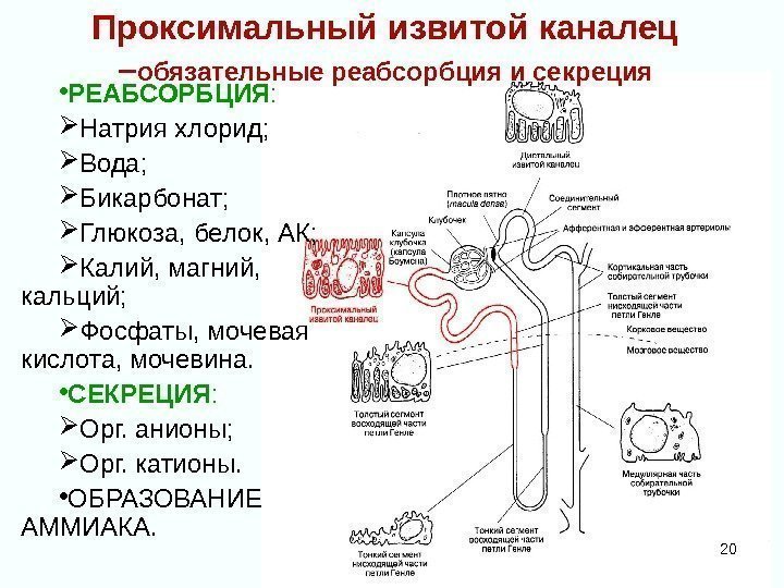 Определи нужные термины и подпиши рисунок извитой каналец