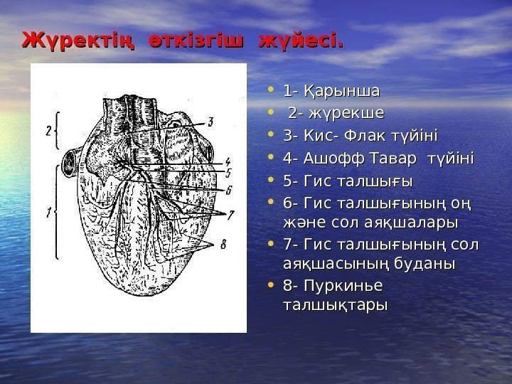 Жүректің өткізгіш жүйесі жүрек автоматиясының механизмі презентация