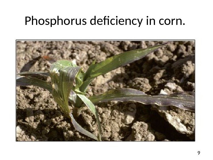 9 Phosphorus deficiency in corn.  