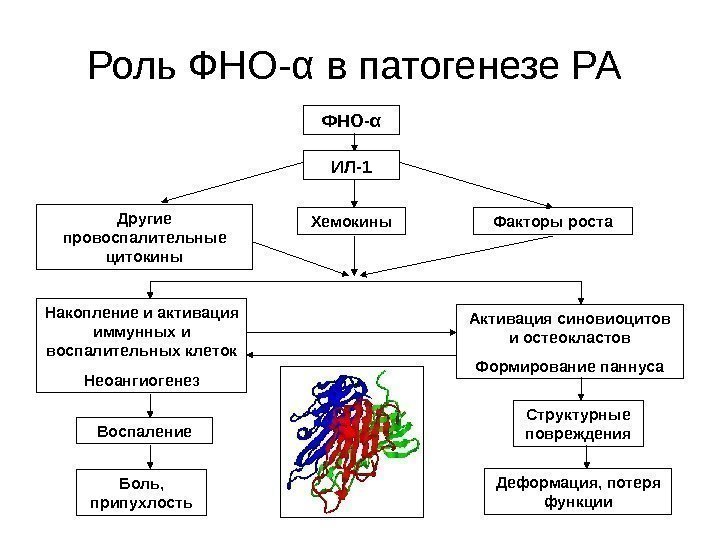   Роль ФНО- α в патогенезе РА ФНО- α ИЛ-1 Другие провоспалительные цитокины