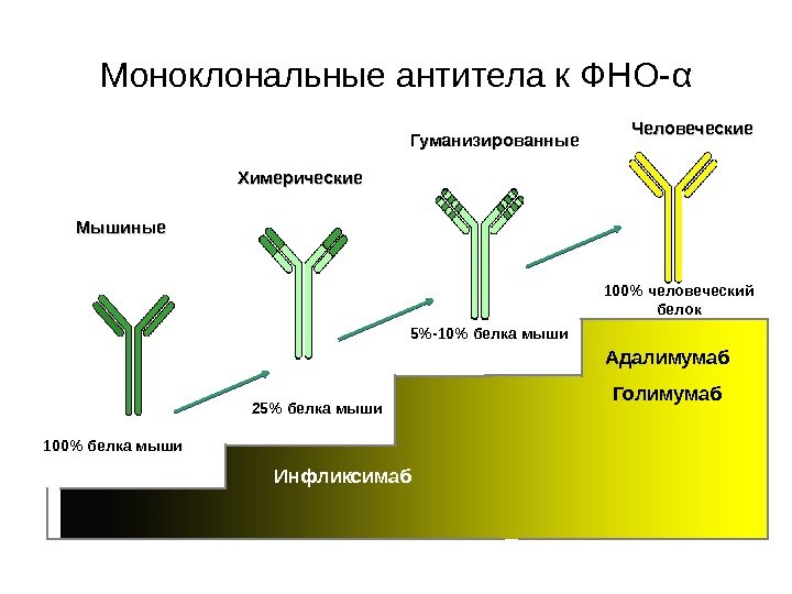   Моноклональные антитела к ФНО- α Adalimumab (Adalimumab) Человеческие Мышиные Химерические Гуманизированные 5-10