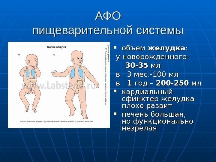   АФОАФО пищеварительной системы объем желудка : : у новорожденного-   30