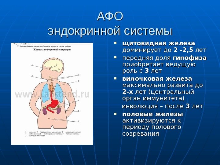   АФОАФО эндокринной системы щитовидная железа  доминирует до 2 -2, 5 лет