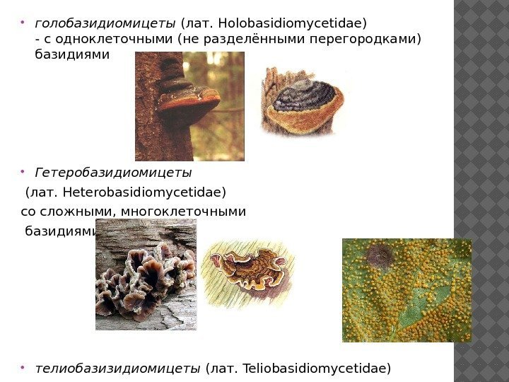  голобазидиомицеты (лат. Holobasidiomycetidae) - с одноклеточными (не разделёнными перегородками) базидиями Гетеробазидиомицеты (лат. Heterobasidiomycetidae)