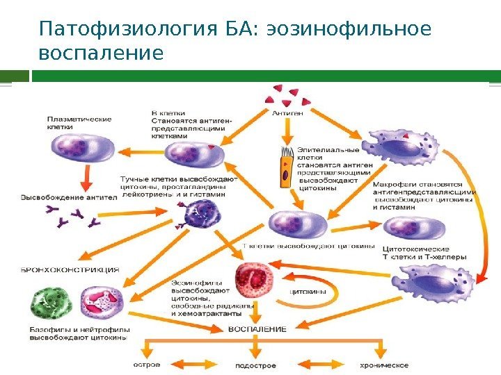 Патофизиология БА: эозинофильное воспаление  