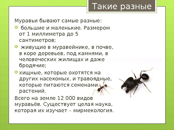 Сколько слов в слове муравей