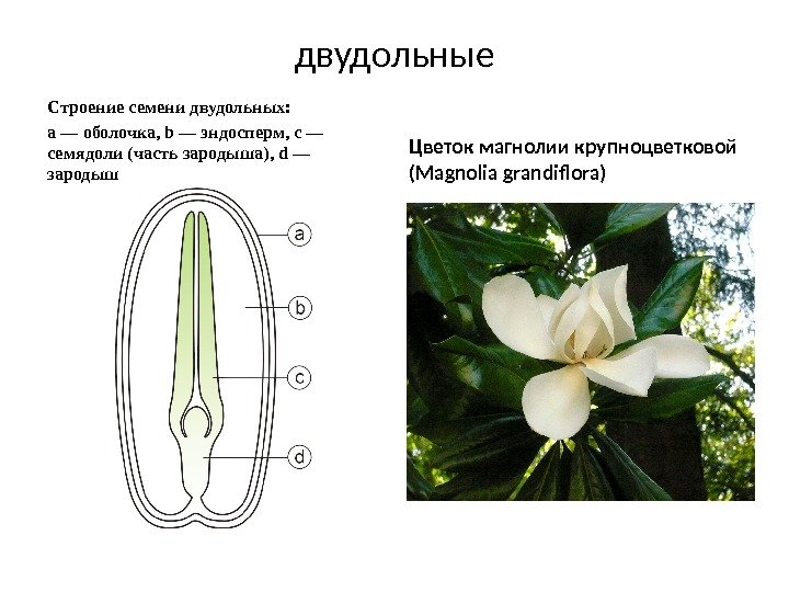 двудольные Строение семени двудольных: a — оболочка, b — эндосперм, c — семядоли (часть