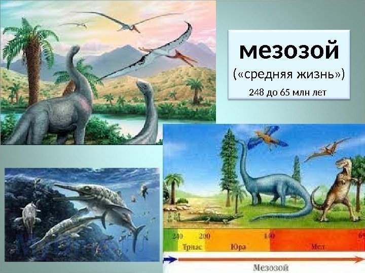 мезозой ( «средняя жизнь» ) 248 до 65 млн лет  