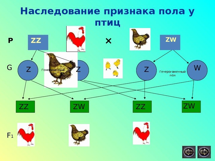 Наследование признака пола у птиц Р  ZZ ZW ×  Z Z 