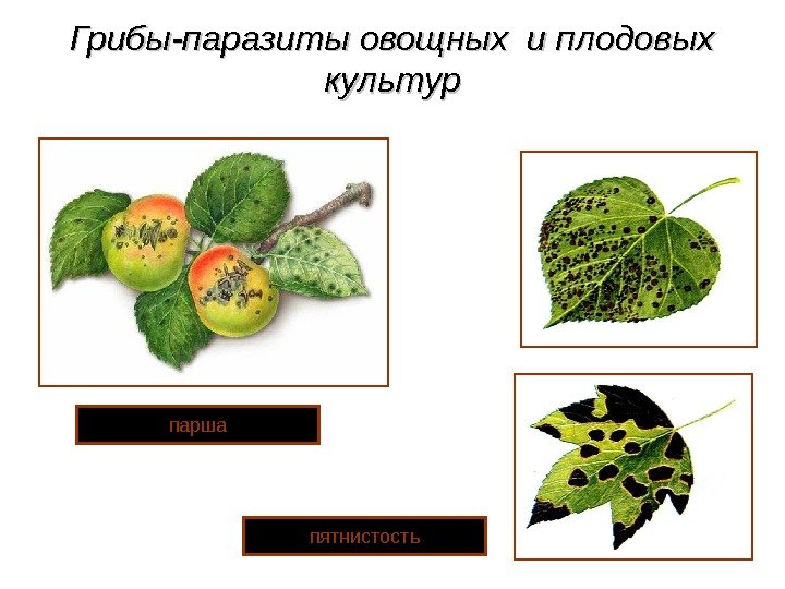 Грибы-паразиты овощных и плодовых культур пятнистостьпарша 