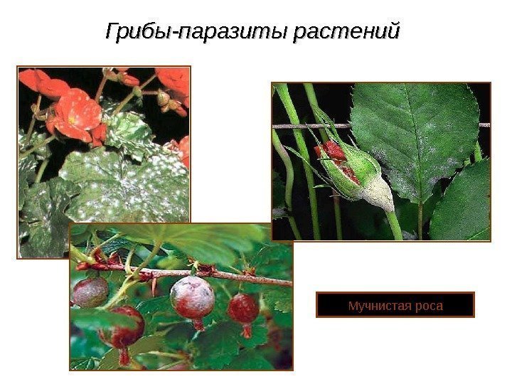 Грибы-паразиты растений  Мучнистая роса 