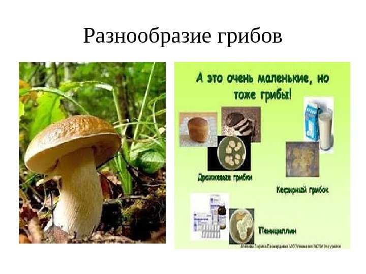Разнообразие грибов 