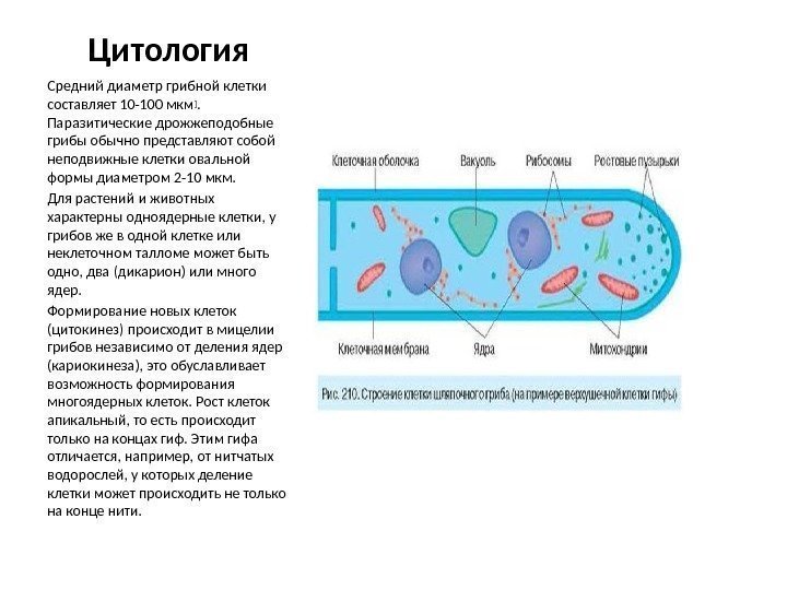 Цитология Средний диаметр грибной клетки составляет 10 -100 мкм ].  Паразитические дрожжеподобные грибы