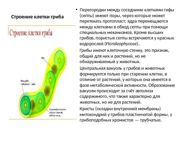 Строение клетки гриба • Перегородки между соседними клетками гифы (септы) имеют поры, через которые
