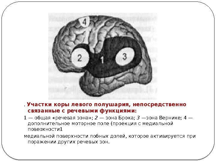 .  Участки коры левого полушария, непосредственно связанные с речевыми функциями: 1 — общая