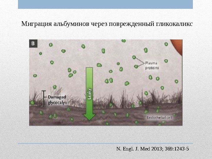 Миграция альбуминов через поврежденный гликокаликс N. Engl. J. Med 2013; 369: 1243 -5 