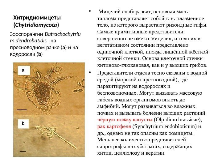 Хитридиомицеты ( Chytridiomycota ) •  Мицелий слаборазвит, основная масса таллома представляет собой т.