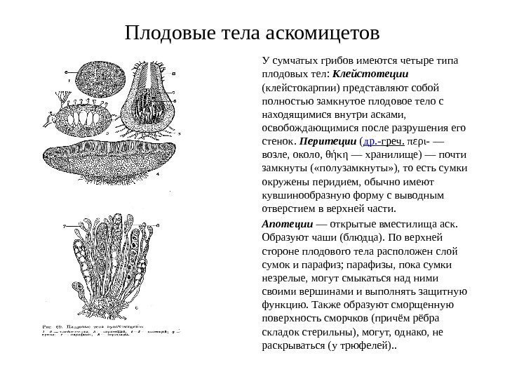Плодовые тела аскомицетов У сумчатых грибов имеются четыре типа плодовых тел:  Клейстотеции 