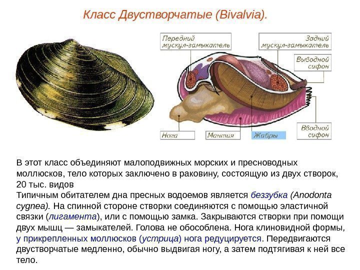 По рисунку нужно определить возраст двустворчатых моллюсков по числу годичных колец