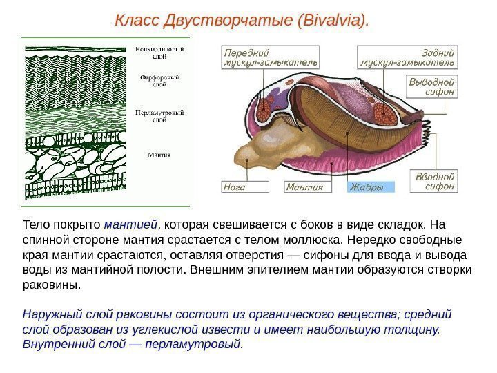 Класс Двустворчатые (Bivalvia). Тело покрыто мантией , которая свешивается с боков в виде складок.