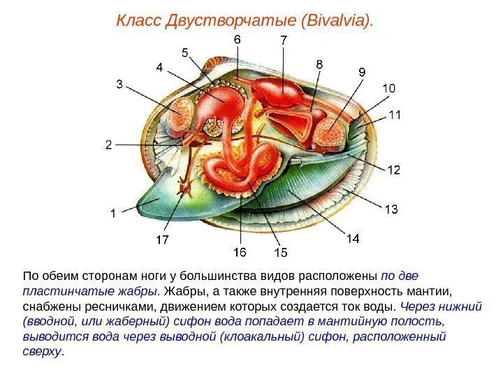 Класс Двустворчатые (Bivalvia). По обеим сторонам ноги у большинства видов расположены по две пластинчатые