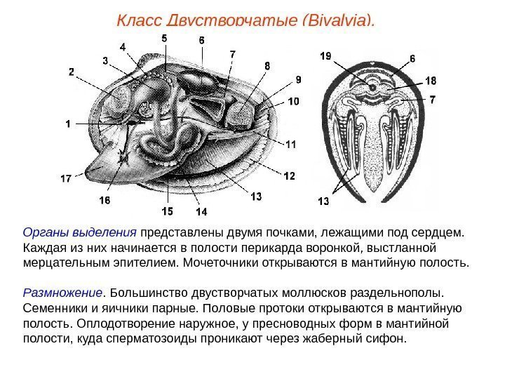 Класс Двустворчатые (Bivalvia). Органы выделения представлены двумя почками, лежащими под сердцем.  Каждая из