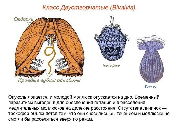 Класс Двустворчатые (Bivalvia). Опухоль лопается, и молодой моллюск опускается на дно. Временный паразитизм выгоден