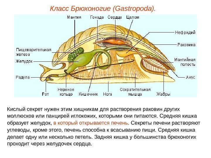 Класс Брюхоногие (Gastropoda). Кислый секрет нужен этим хищникам для растворения раковин других моллюсков или