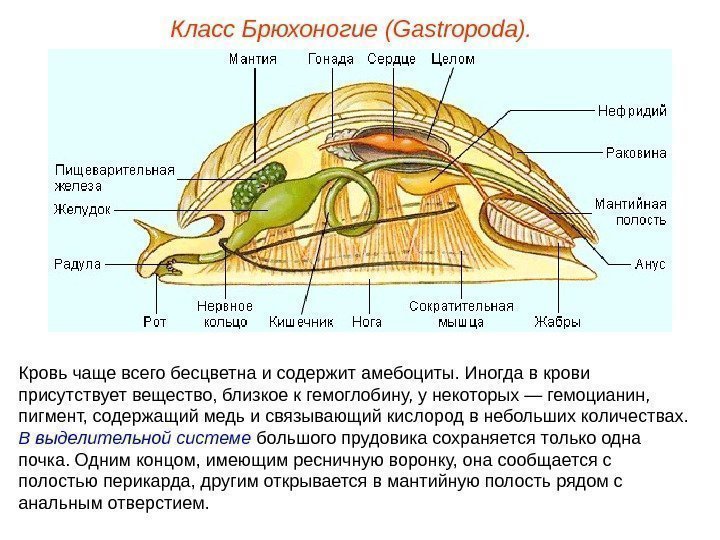 Класс Брюхоногие (Gastropoda). Кровь чаще всего бесцветна и содержит амебоциты. Иногда в крови присутствует