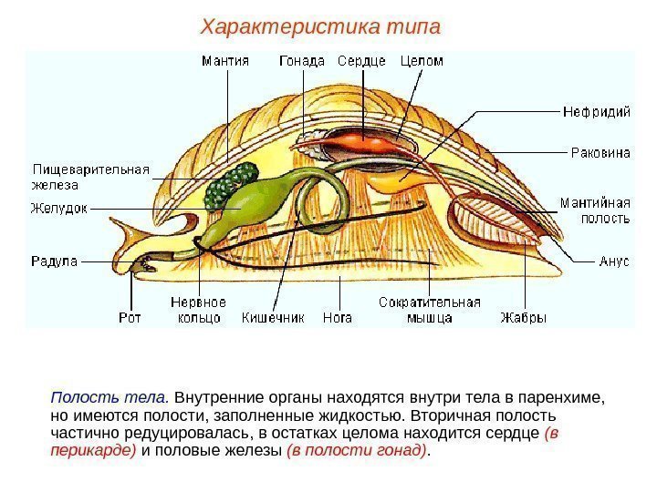 Характеристика типа Полость тела.  Внутренние органы находятся внутри тела в паренхиме,  но