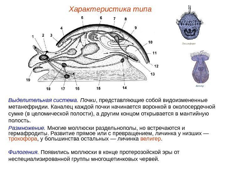 Характеристика типа Выделительная система.  Почки , представляющие собой видоизмененные метанефридии. Каналец каждой почки