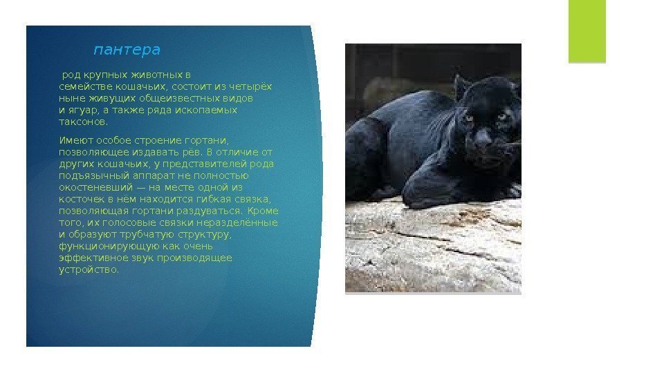 пантера родкрупных животных в семействекошачьих, состоит из четырёх ныне живущих общеизвестных видов иягуар,