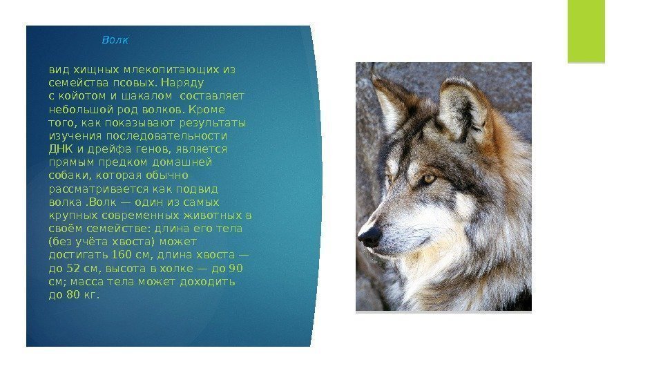    Волк вид хищныхмлекопитающихиз семействапсовых. Наряду скойотомишакалом составляет небольшой родволков. Кроме того,