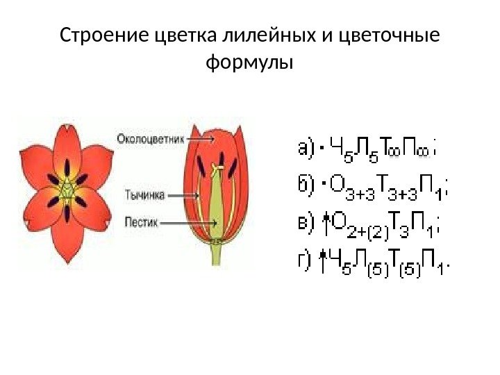 Строение цветка лилейных и цветочные формулы 