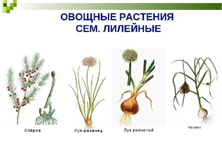 Генеративные органы, формула цветка, диаграмма цветка , представители лилейных: лилия, лук и чеснок. 