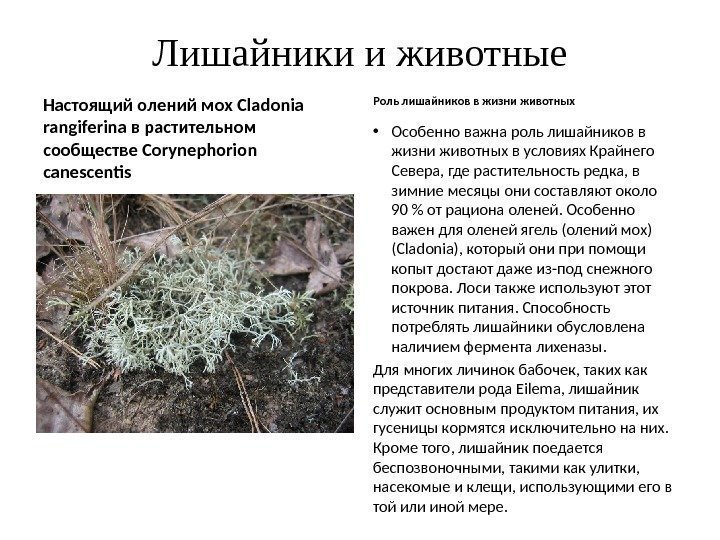 Лишайники и животные Настоящий олений мох Cladonia rangiferina в растительном сообществе Corynephorion canescentis Роль