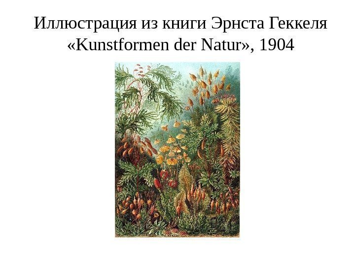 Иллюстрация из книги Эрнста Геккеля  «Kunstformen der Natur» , 1904 