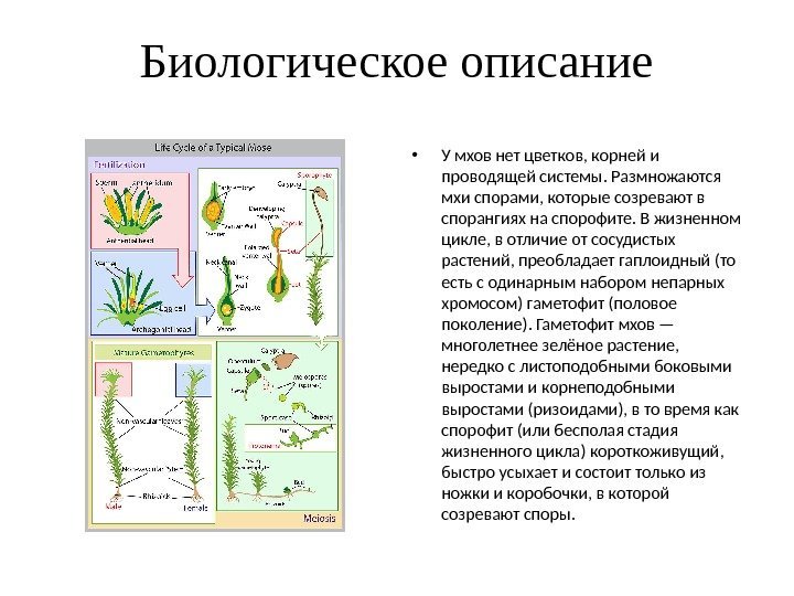 Биологическое описание • У мхов нет цветков, корней и проводящей системы. Размножаются мхи спорами,