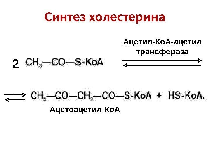 Синтез холестерина Ацетил-Ко. А-ацетил трансфераза Ацетоацетил-Ко. А 2 