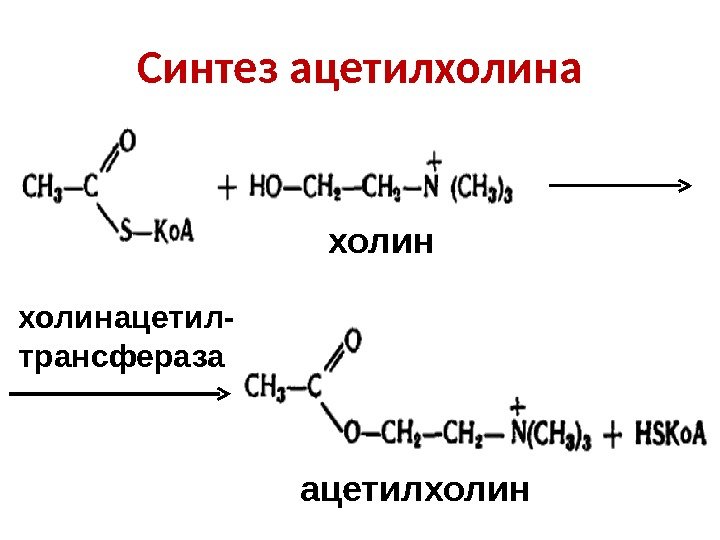 Синтез ацетилхолина холин ацетилхолинацетил- трансфераза 