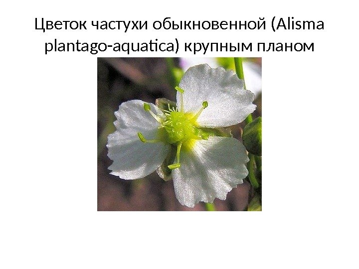 Цветок частухи обыкновенной (Alisma plantago-aquatica) крупным планом 