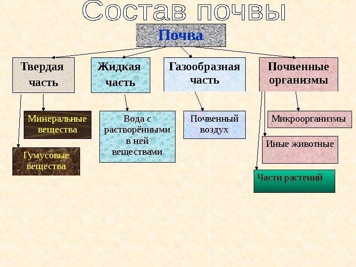   Почва Твердая часть Жидкая часть Газообразная часть Почвенные организмы Минеральные вещества Гумусовые