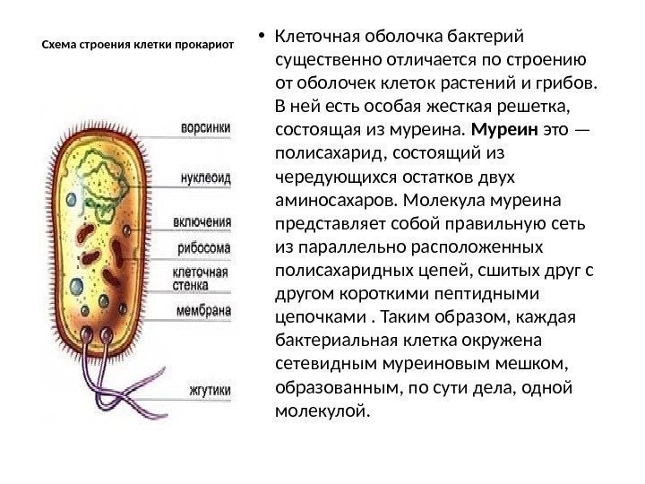 Схема строения клетки прокариот • Клеточная оболочка бактерий существенно отличается по строению от оболочек