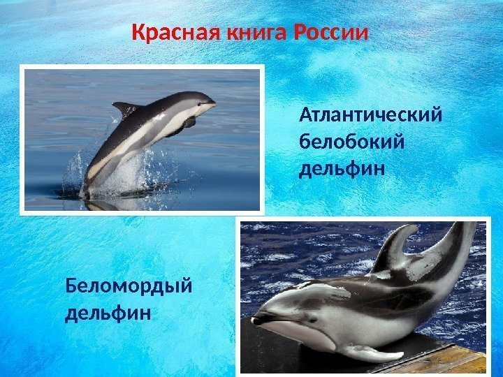 Красная книга России Атлантический белобокий дельфин Беломордый дельфин  