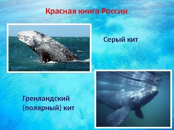Красная книга России Серый кит Гренландский (полярный) кит  