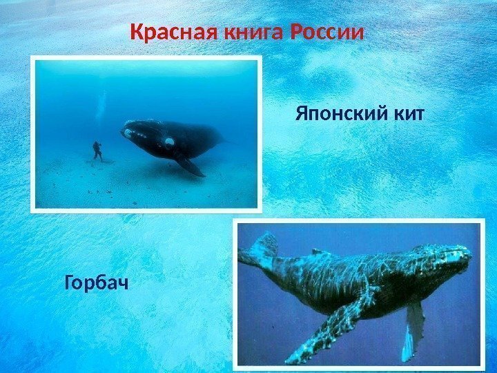 Красная книга России Японский кит Горбач  