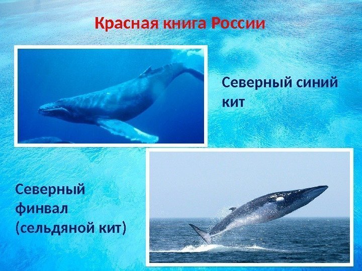 Красная книга России Северный синий кит Северный финвал (сельдяной кит)  