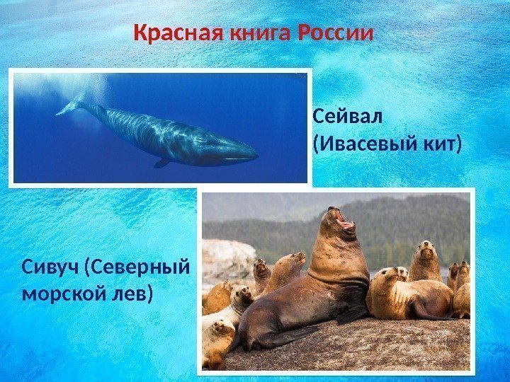 Красная книга России Сейвал (Ивасевый кит) Сивуч (Северный морской лев)  