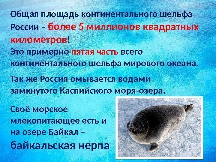 Своё морское млекопитающее есть и на озере Байкал – байкальская нерпа. Общая площадь континентального
