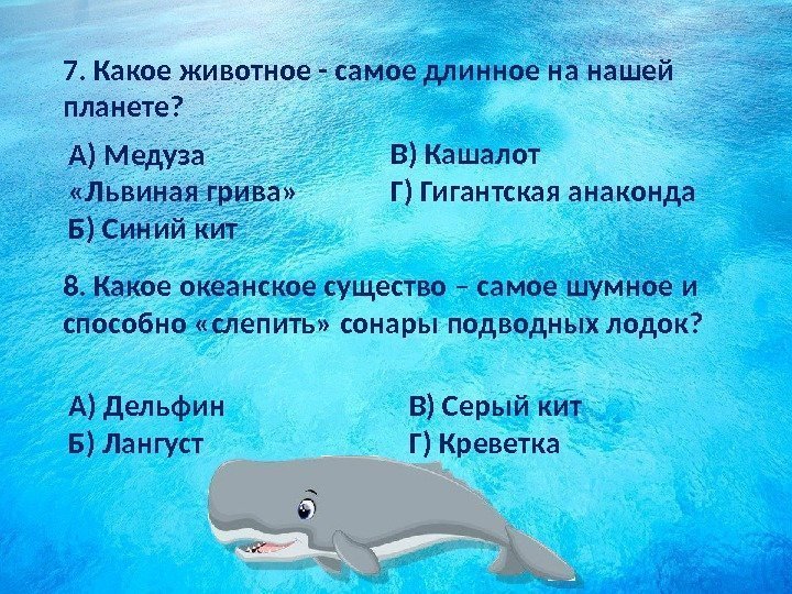 8. Какое океанское существо – самое шумное и способно «слепить» сонары подводных лодок? А)